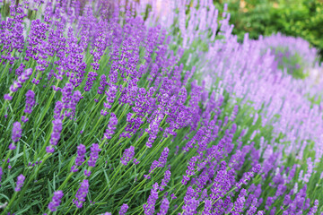 Fototapeta na wymiar Beautiful blooming lavender plants growing in field