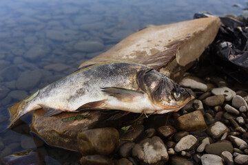 Dead fish on stone near river. Environmental pollution concept