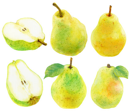 洋梨の素材集　梨のイラストセット　黄緑の梨　黄色の梨　水彩画