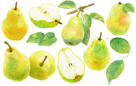 洋梨の素材集　梨のイラストセット　黄緑の梨　梨の葉　水彩画