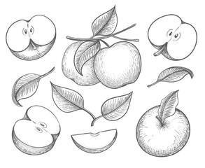 Apples retro sketch