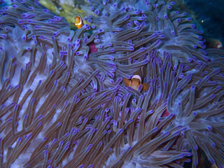 Clown fish known as nemo 