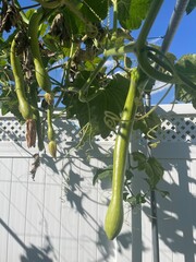 Tromboncino Rampicante summer squash on vine