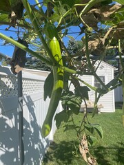 Tromboncino Rampicante summer squash on vine