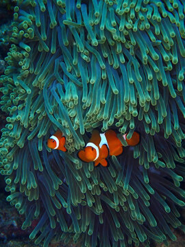 Clown fish known as nemo 