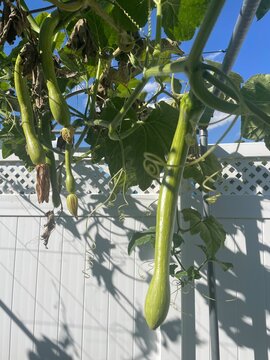 Tromboncino Rampicante summer squash on vine