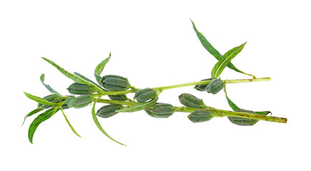 Fresh sesame pods isolated on transparent png