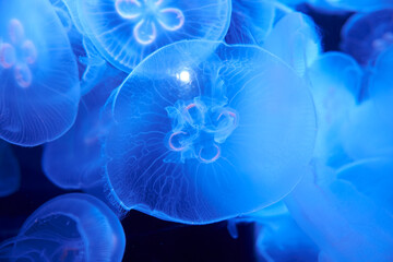 Jellyfish peacefully and silently floating in a aquarium tank with blue light and dark background