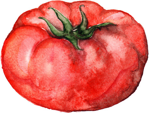 Watercolor red ripe tomato vegetable food isolated art