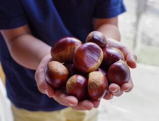 秋に収穫した大きな栗