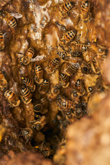 Honeycomb on a tree trunk