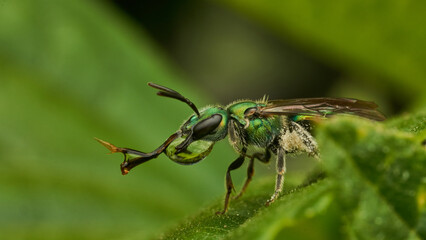 A green fly drinking water perched on a green leaf