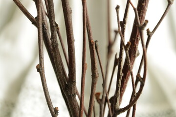 dried flower  twigs