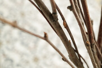 decorate with twigs