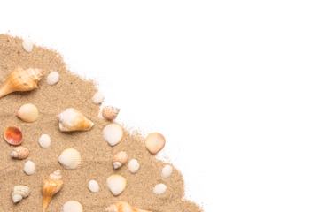Sand and sea shells beach theme background isolated png image