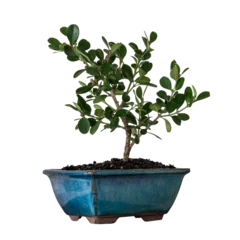  Small Bonsai pot plant isolated transparent png image. © twenty2photo