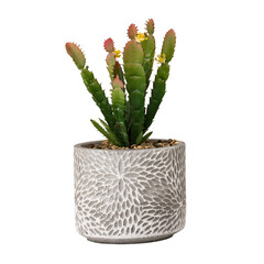 Tiny cactus on white: A prickly touch of green in a pot isolated with transparent background.