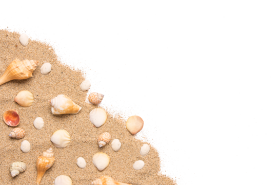 Sand and sea shells beach theme background isolated png image