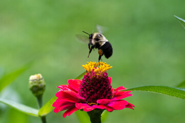 a bumblebee lands on a red and yellow flower in a garden