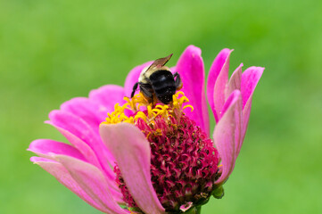 closeup of a bumble bee pollinating an isolated bloomed pink zinnia flower