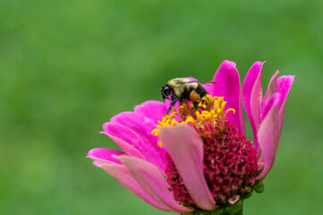 closeup of a bumble bee pollinating an isolated bloomed pink zinnia flower