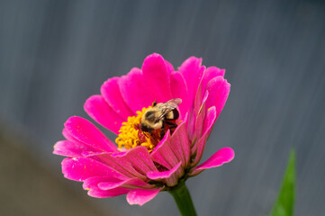 a bumble bee goes through the pollination process on an isolated pink and yellow flower