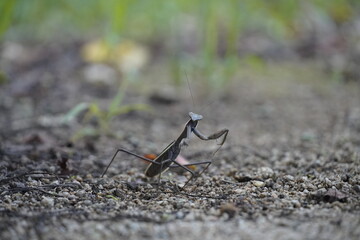 Brown Mantis on ground isolated from other insects with one leg up and looking at camera