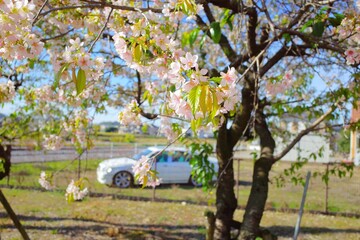 冬に咲く寒桜と自動車
