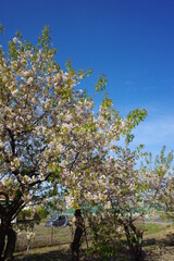 冬に咲く寒桜と青空