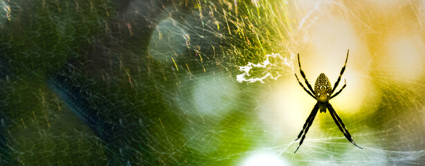 Banner Spider web poisonous animal beauty in nature with copy space. Panorama Black spider netting...