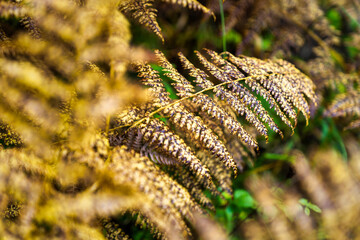 Ferns begin to turn into fall colors in Oregon forest