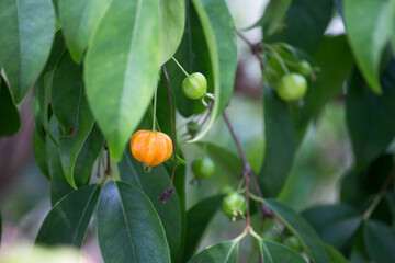Pitanga (eugenia uniflora) é o fruto da pitangueira, dicotiledônea da família das mirtaceae.	
