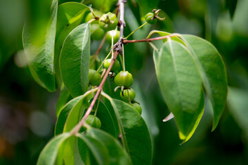 Pitanga (eugenia uniflora) é o fruto da pitangueira, dicotiledônea da família das mirtaceae.	
