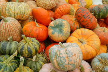 colorful pumpkins pile in autumn harvest season as food background