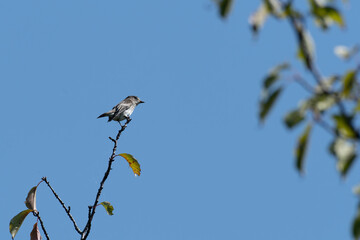 Gray-spotted flycatcher on branch tip