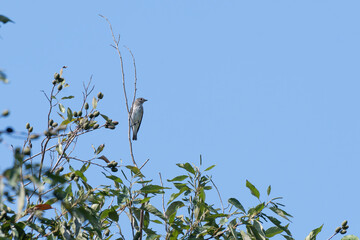 Gray-spotted flycatcher on branch tip