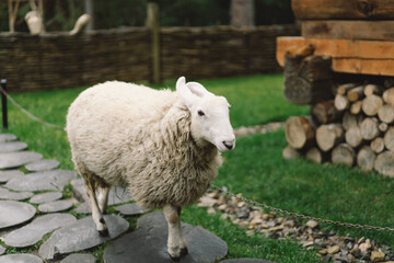 Obraz premium Border Leicester is one of the oldest English long-haired sheep breeds. White cute Border Leicester ewe in zoo. Funny furry sheep muzzle against wooden background. Animals on farming, agriculture.