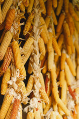 Dry corn hanging on wooden wall. Dried corn cobs. Corn harvest season