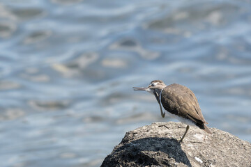 Common sandpiper scratching itself on neck