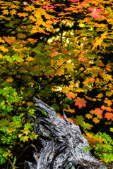 Vine Maples begin to turn into fall colors in Oregon forest