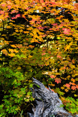 Vine Maples begin to turn into fall colors in Oregon forest