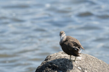 Front face of common sandpiper