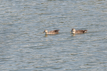 Pair of spot-billed ducks swimming