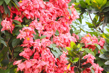 pink flowers in the garden