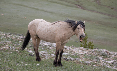 Buckskin stallion wild horse of spanish descent yawning in the western United States