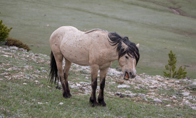 Buckskin stallion wild horse of spanish descent whinnying in the western Rocky Mountains of the...