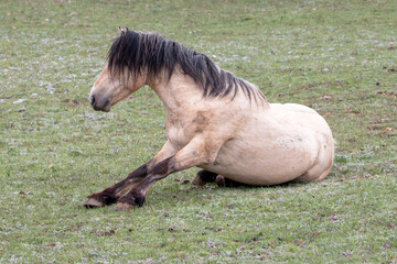 Dun buckskin stallion wild horse just starting to roll in the grass in the western United States