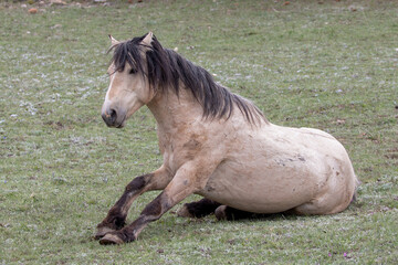 Buckskin dun stallion wild horse of spanish descent getting up from rolling in the grass in the...