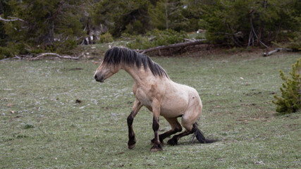 Wild horse buckskin stallion springing up after rolling in the grass in the Pryor mountains of the...