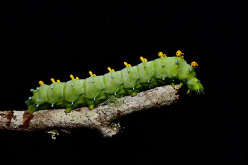 Fototapeta premium Cecropia moth caterpillar on a twig on a black background side view